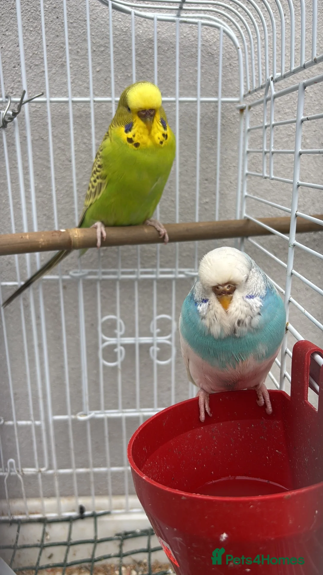 Budgerigars birds for sale: 3 budgies  in Bradford - Advert 2