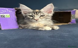 Maine Coon cats for sale: *1 girl left* Pedigree MaineCoon Kittens - Image 1