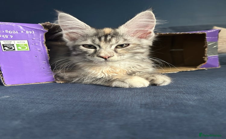 Maine Coon cats - Advert 8