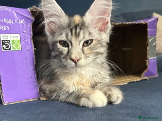 Maine Coon cats - Advert 31