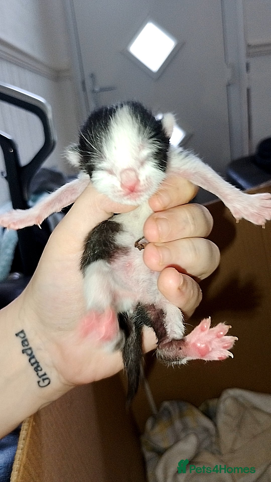 Mixed Breed cats Beautiful mixed litter for reservation  - Advert 17