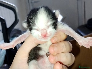 Mixed Breed cats Beautiful mixed litter for reservation - Advert 6