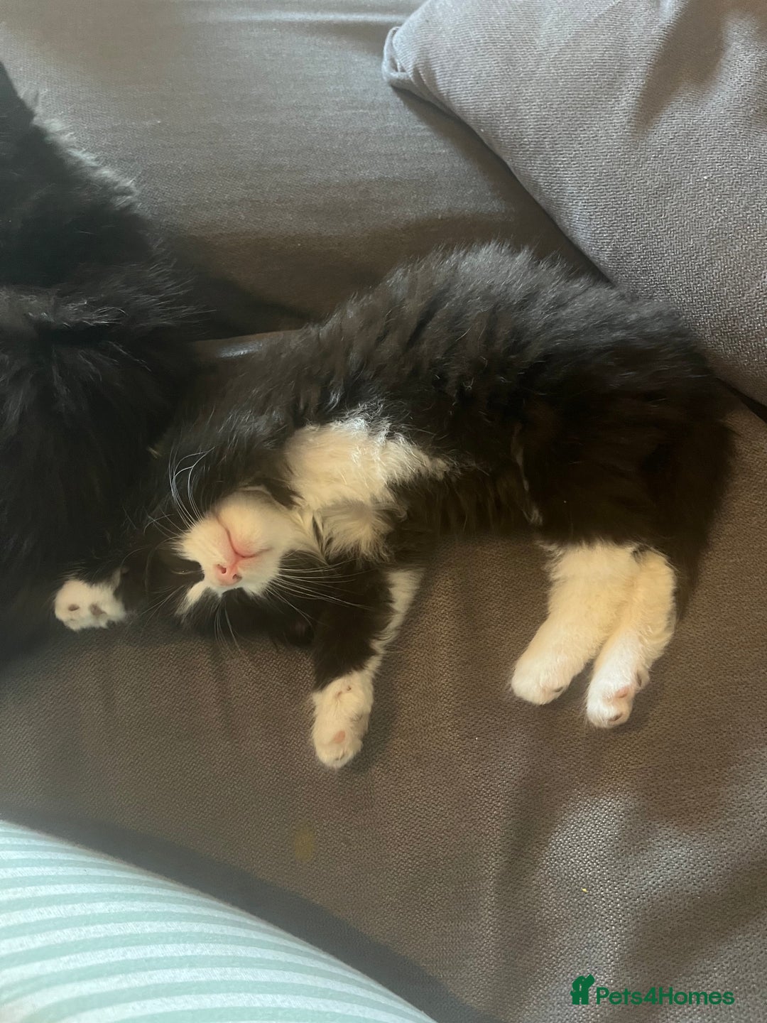 British Longhair cats for sale: 4 black and white kittens - Image 2