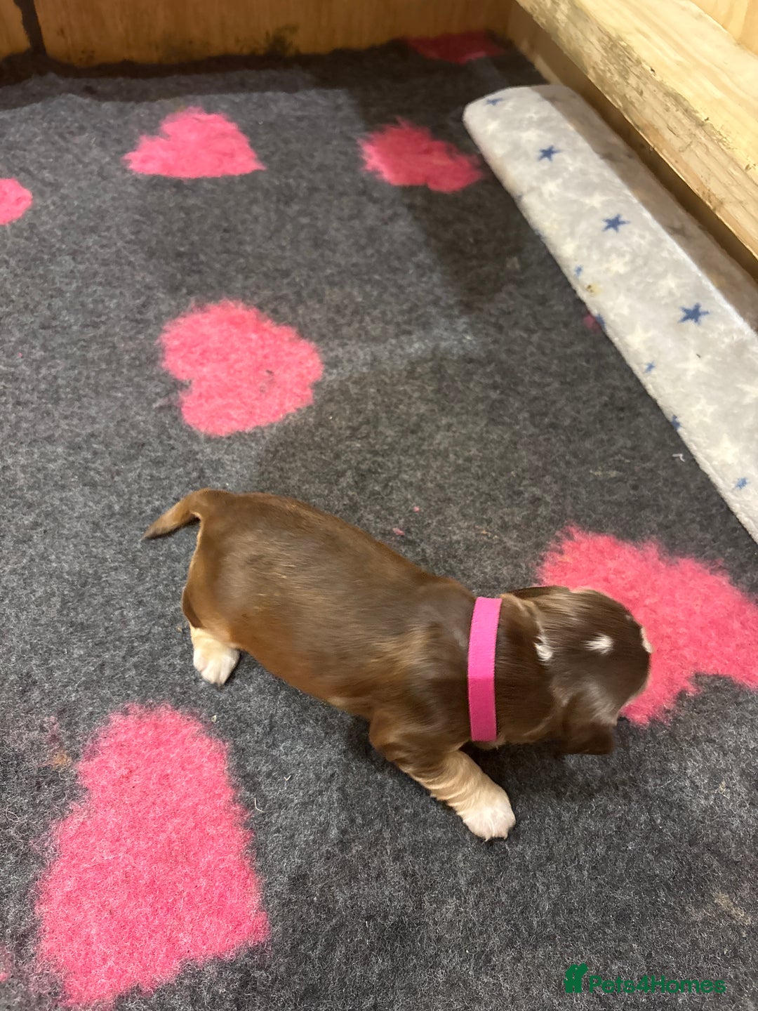 Cocker Spaniel dogs for sale: Cocker Spaniel Puppies - Advert 33