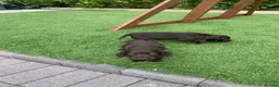 Cocker Spaniel dogs for sale: KC Working cocker spaniels  - Advert 10