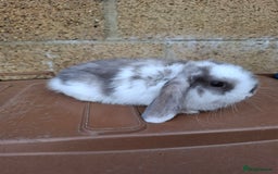 Mini Lop rabbits for sale: Mini lop girls for sale - Image 6