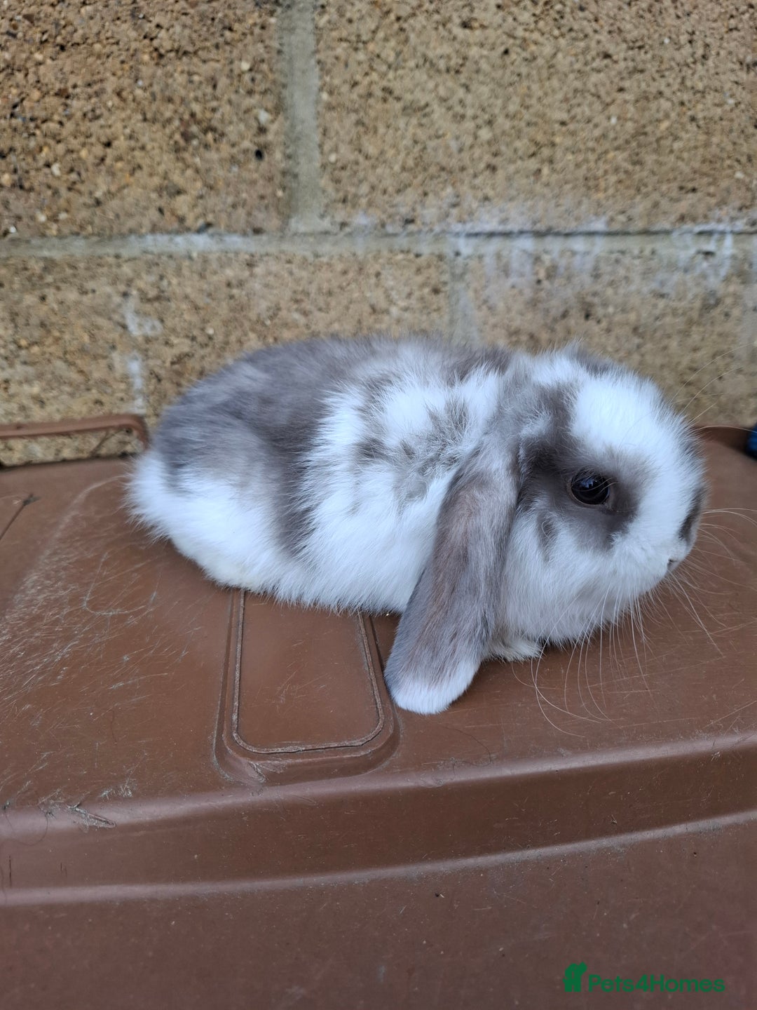 Mini Lop rabbits for sale: Mini lop girls for sale - Image 6
