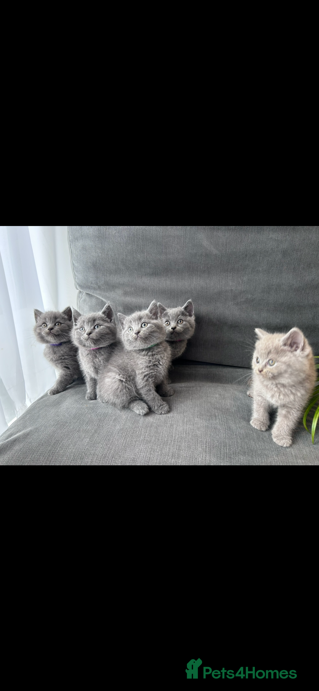 British Shorthair cats for sale: PURE PEDIGREE BSH KITTENS - Image 11