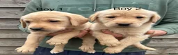 Labrador Retriever dogs for sale: Yellow lab pups  in Bishops Castle - Advert 3