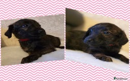 Mixed Breed dogs for sale: Italianpoos - Advert 6