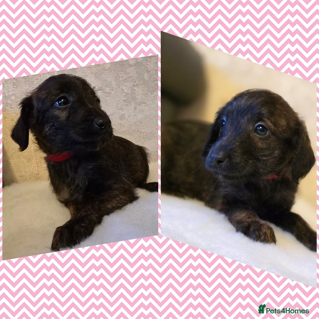 Mixed Breed dogs for sale: Italianpoos - Advert 6