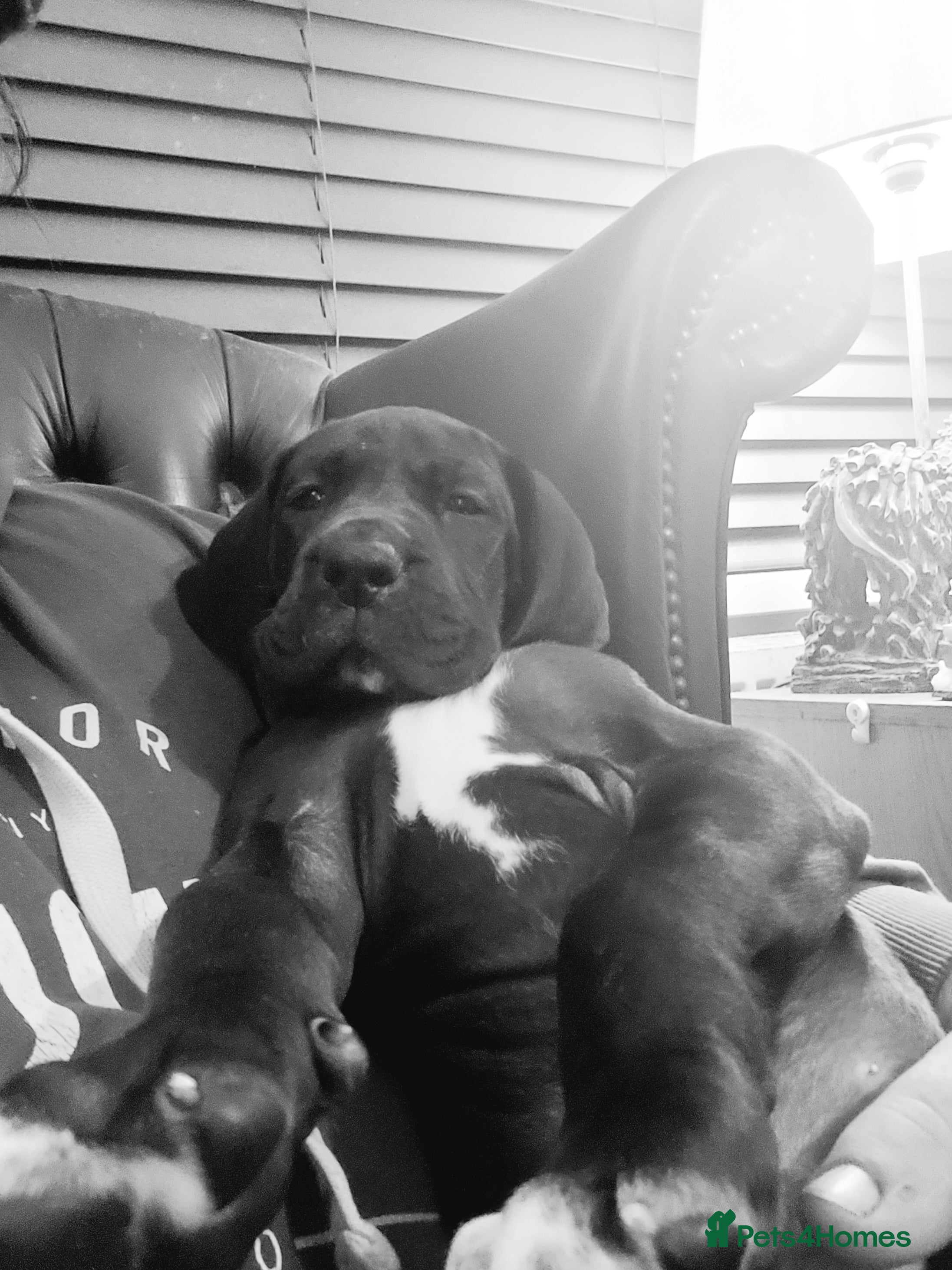 Great Dane dogs Magnificent litter of black great dane puppies - Advert 2