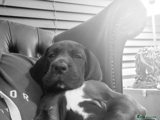 Great Dane dogs Magnificent litter of black great dane puppies - Advert 2