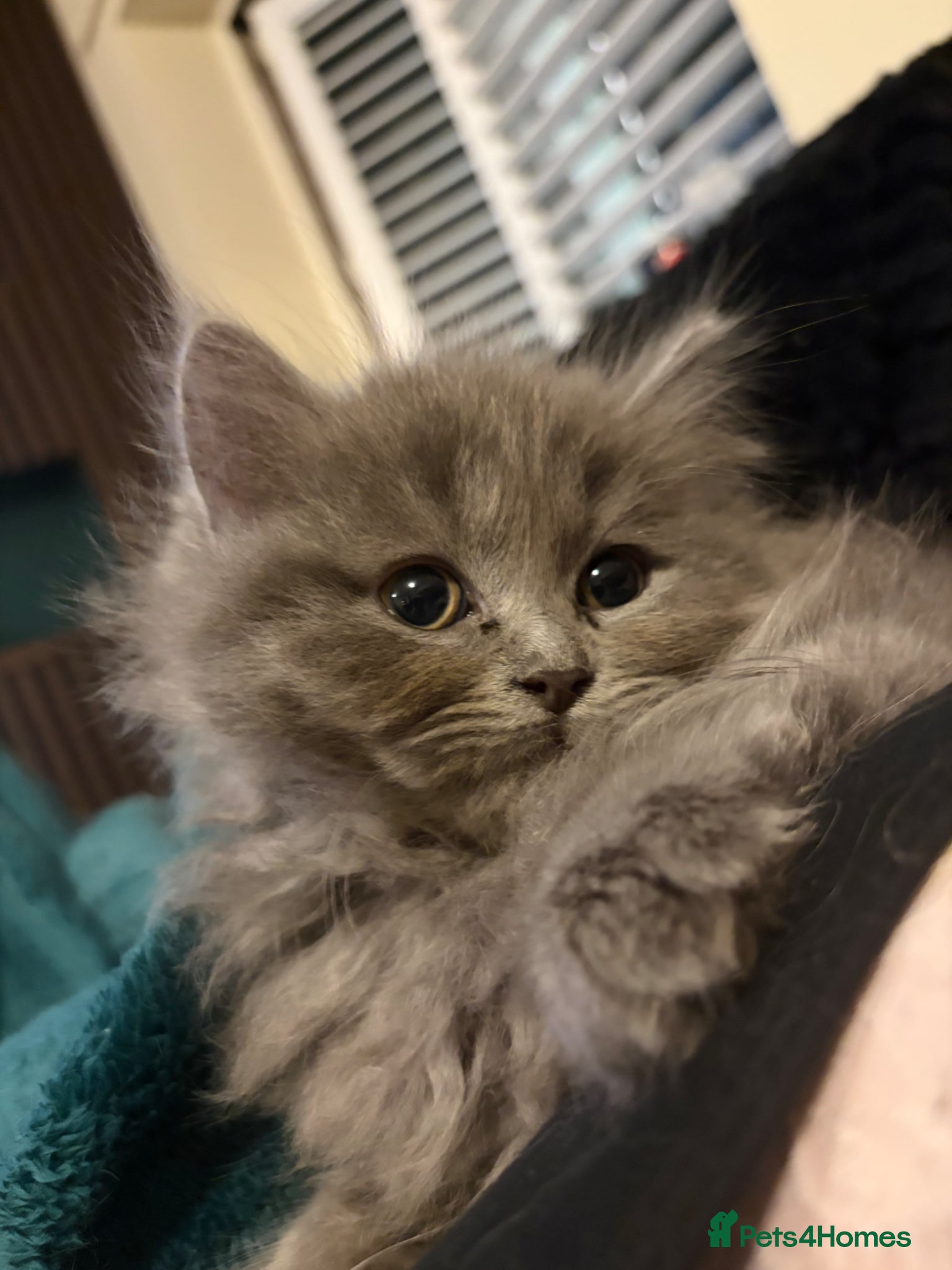 British Longhair cats British longhair (last boy left ) reduced price - Advert 1