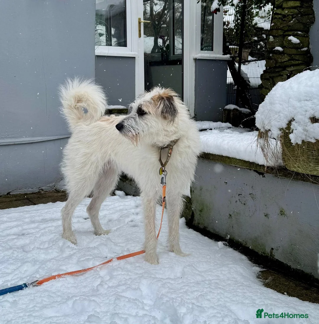 Mixed Breed dogs for adoption: KALLIE-17months, loves dogs/playful/active/rural - Advert 1