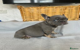 French Bulldog dogs for sale: *REDUCED* Fluffy Carrier French Bulldog - Image 6