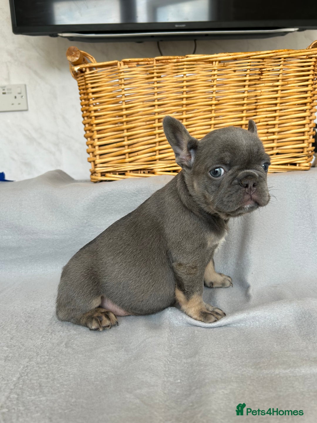 French Bulldog dogs for sale: *REDUCED* Fluffy Carrier French Bulldog - Image 6