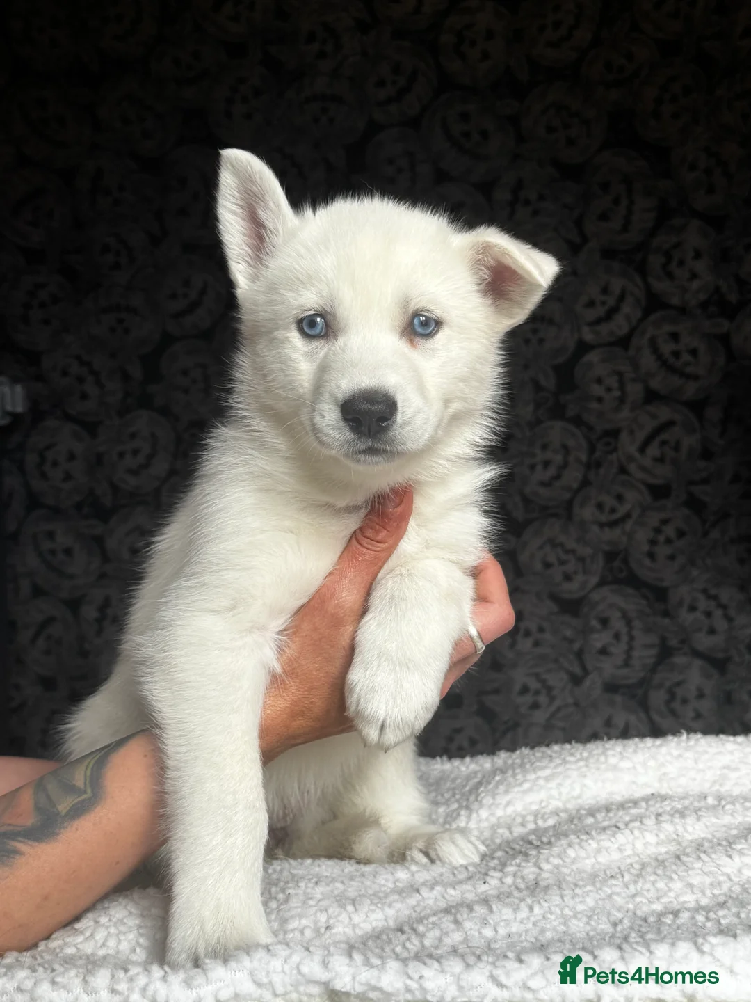 Siberian Husky dogs for sale: Husky puppies for sale - Advert 2