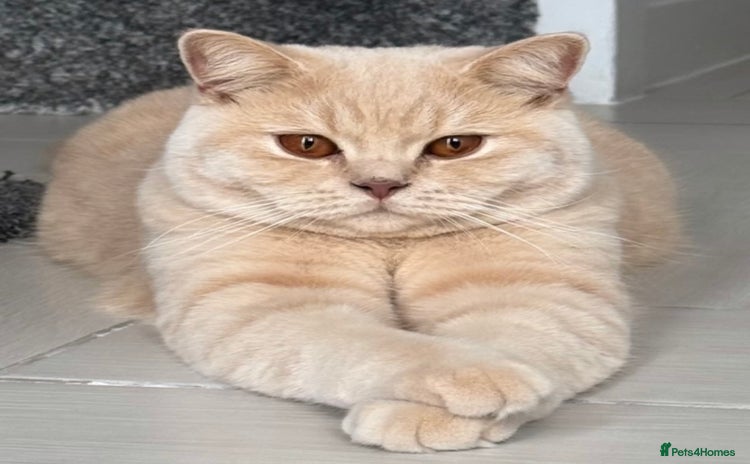 British Shorthair cats - Advert 5