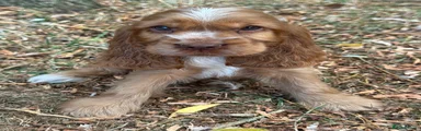 Cocker Spaniel 1