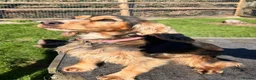 Cocker Spaniel dogs for sale: 1 boy remaining. Show type KC reg cocker spaniel. - Advert 3