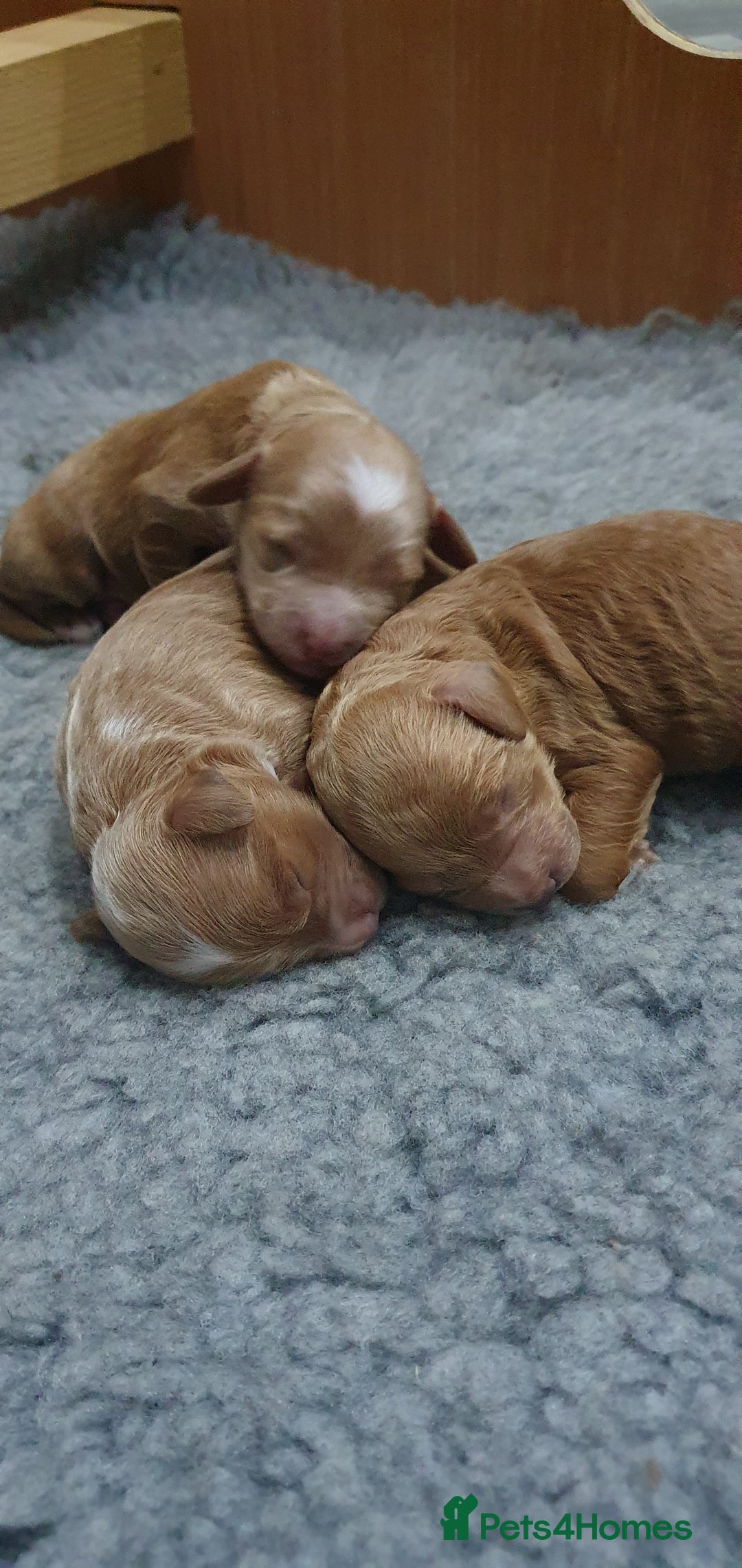 Cockapoo dogs for sale: Top quality F1b Toy Cockapoo puppies - Advert 12