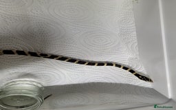 King Snake reptiles for sale: Mexican black king snake  - Image 4