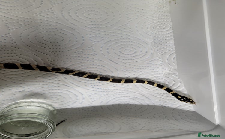 King Snake reptiles - Advert 4