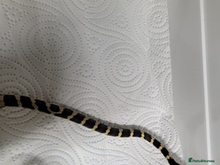 King Snake reptiles Jungle corn snake - Advert 14