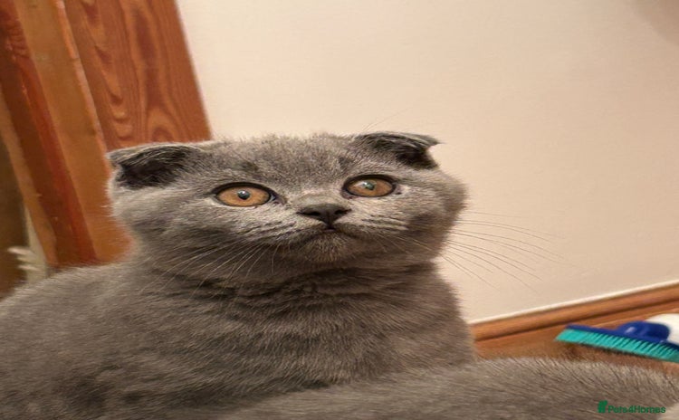 Scottish Fold cats - Advert 12