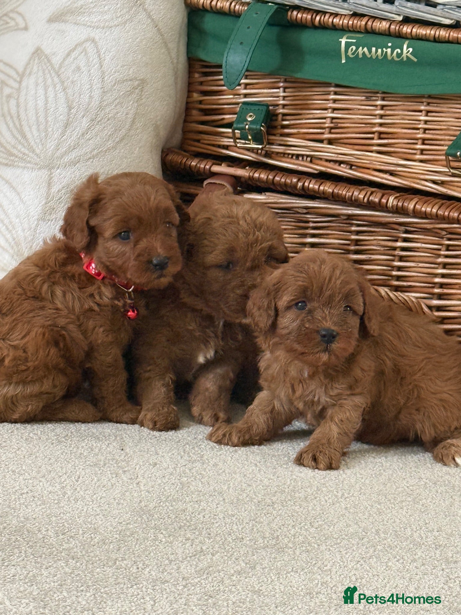 Cavapoo dogs Luxury cavapoos - Advert 1