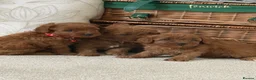 Cavapoo dogs for sale: Luxury cavapoos - Advert 1