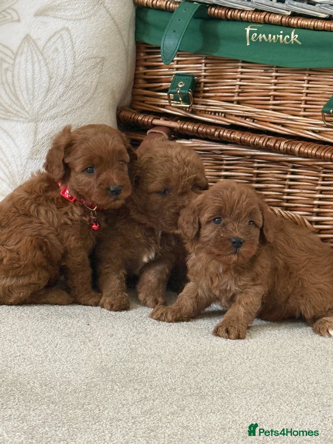 Cavapoo dogs for sale: Luxury cavapoos - Advert 1