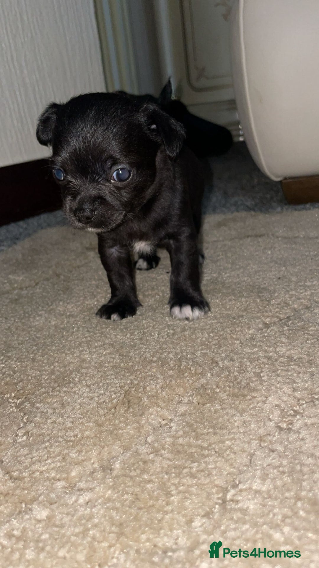 Chihuahua dogs for sale: Chihuahua puppies  - Image 7