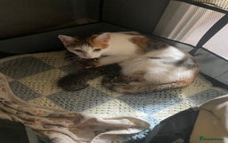 Mixed Breed cats for sale: 3 beautiful kittens looking for their forever home - Image 17