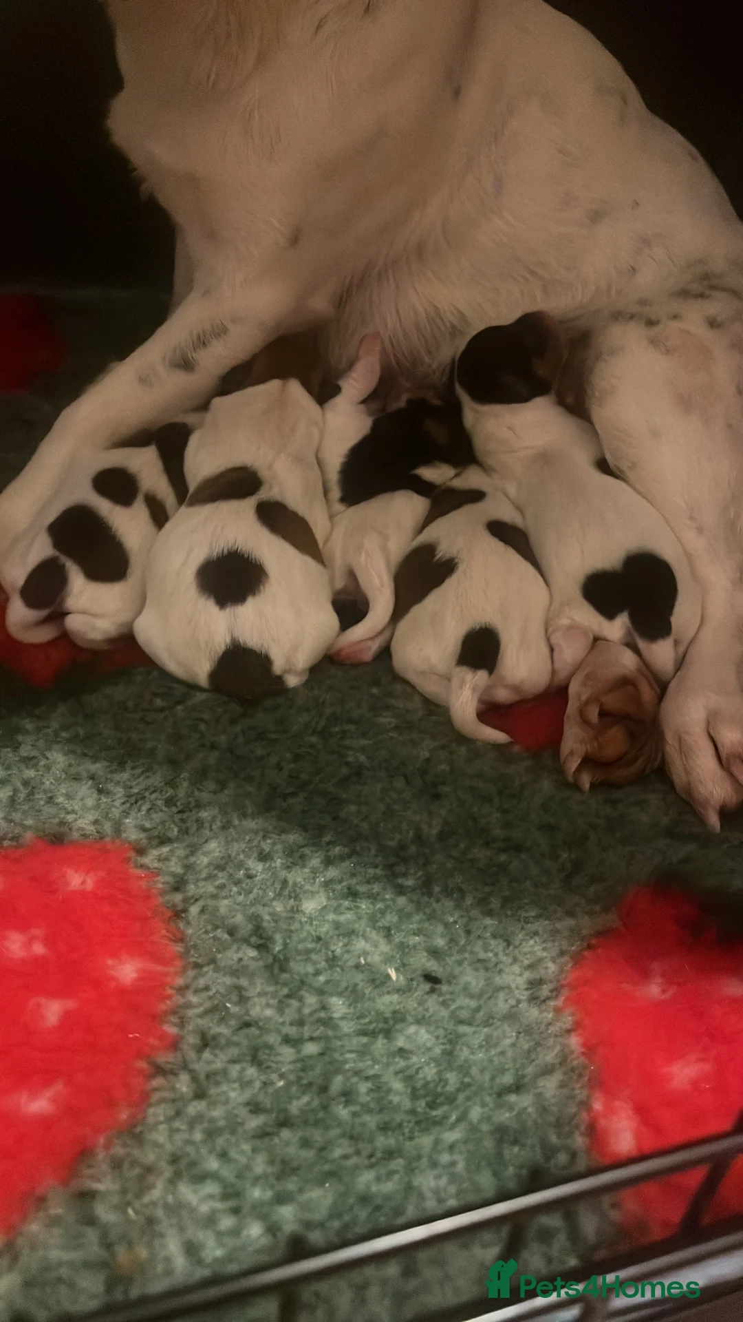 Jack Russell dogs for sale: Jack Russell - Advert 4