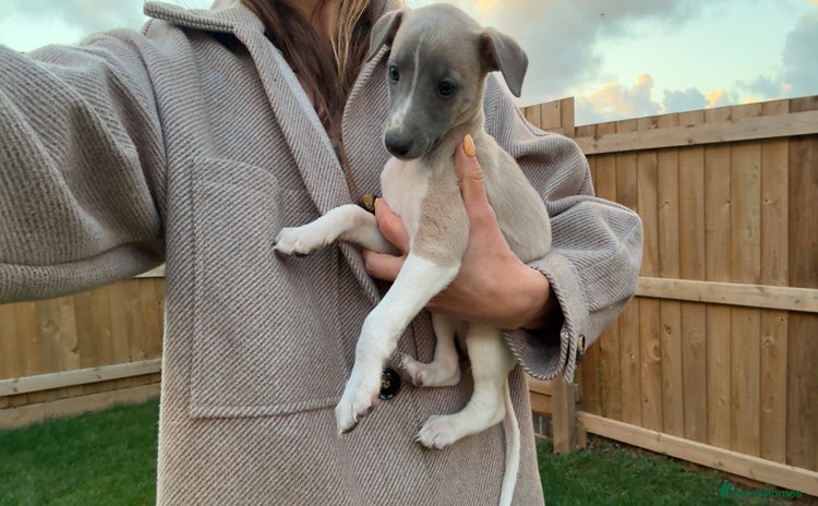 Whippet dogs - Advert 3