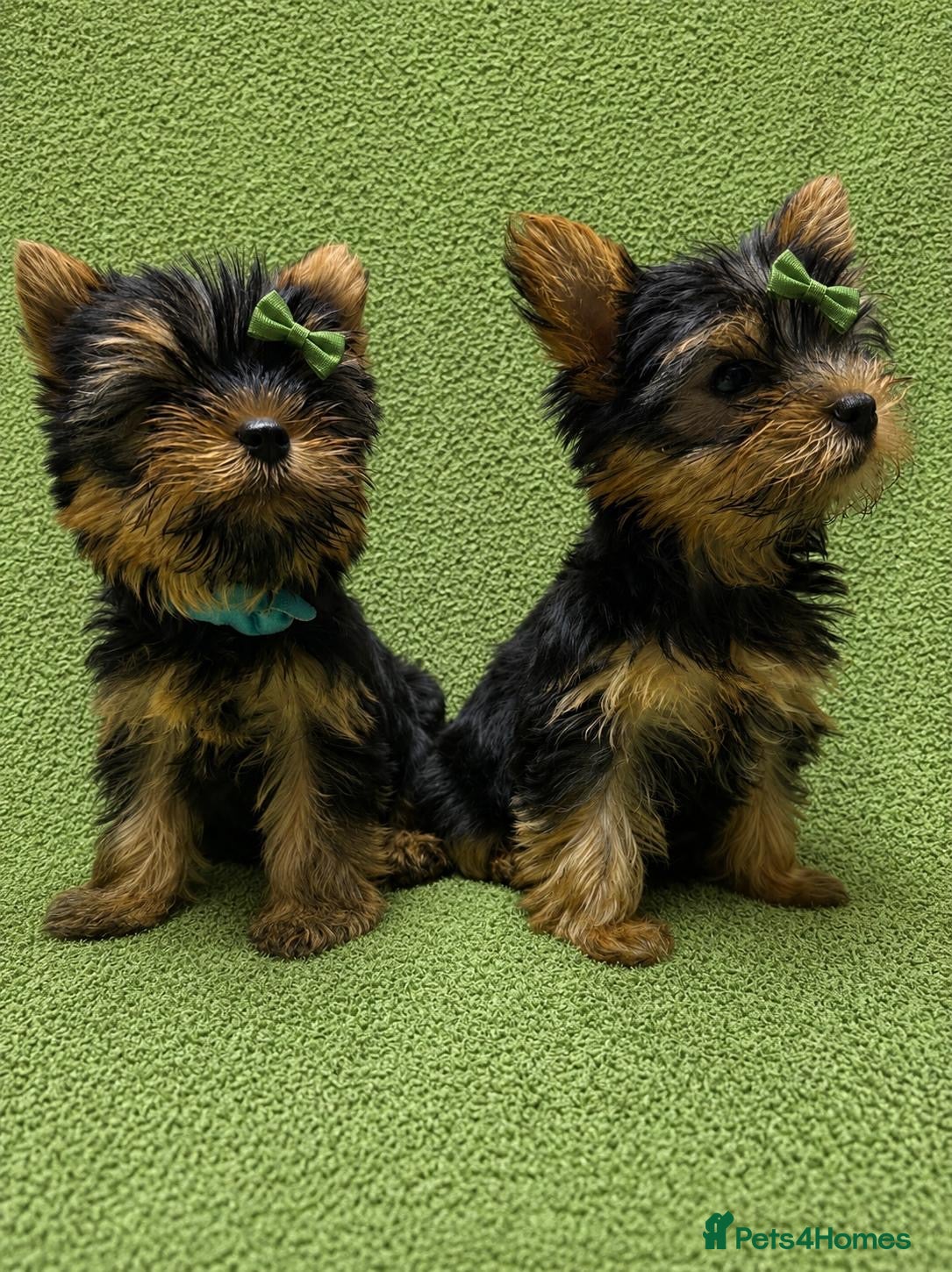 Yorkshire Terrier dogs READY! True Mini Yorkie Puppies  - Advert 2