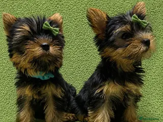 Yorkshire Terrier dogs READY! True Mini Yorkie Puppies - Advert 2