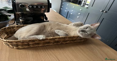 Burmese cats - Advert 2