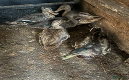 Ducks poultry for sale: 5 Mallard Ducks - Image 5