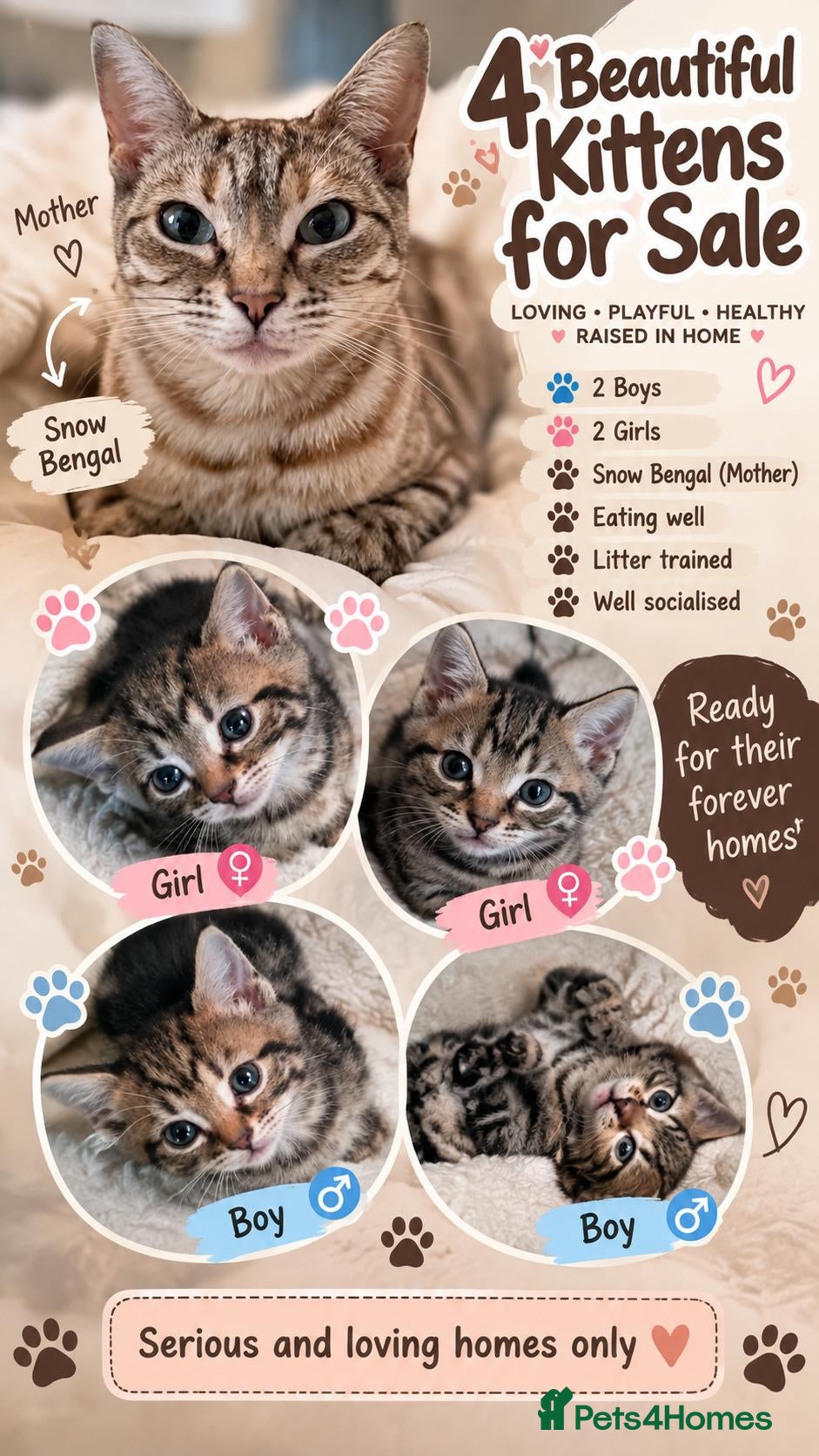 Bengal cats 4 Beautiful Bengal Kittens for Sale - Advert 12