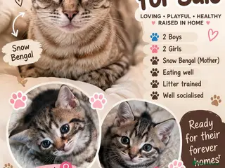 Bengal cats 4 Beautiful Bengal Kittens for Sale - Advert 12