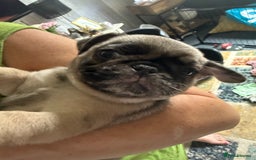 Pug dogs for sale: Pug puppies *READY NOW!!* - Image 27