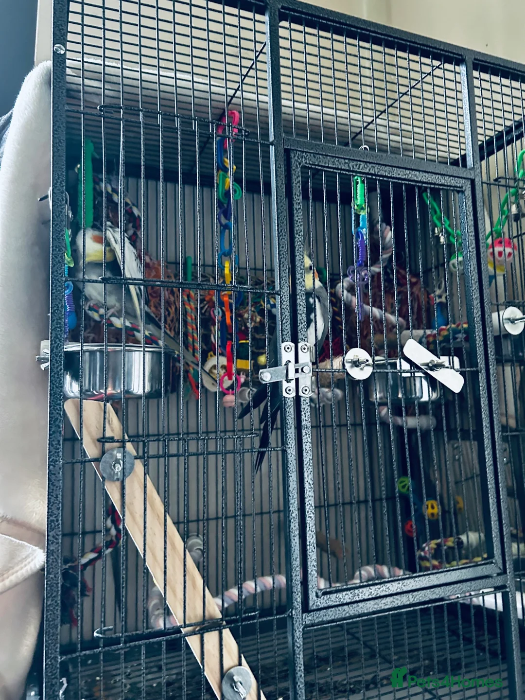 Cockatiels birds for sale: One female one male cockatiels - Advert 2