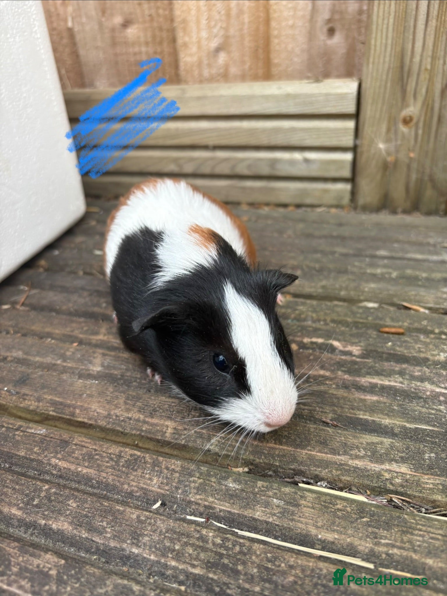 Guinea Pig rodents Guinea pigs ready now boys  - Advert 22