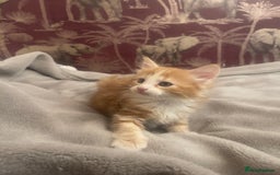 Mixed Breed cats for sale: 5 Fluffy Half Maine Coon kittens - Advert 37