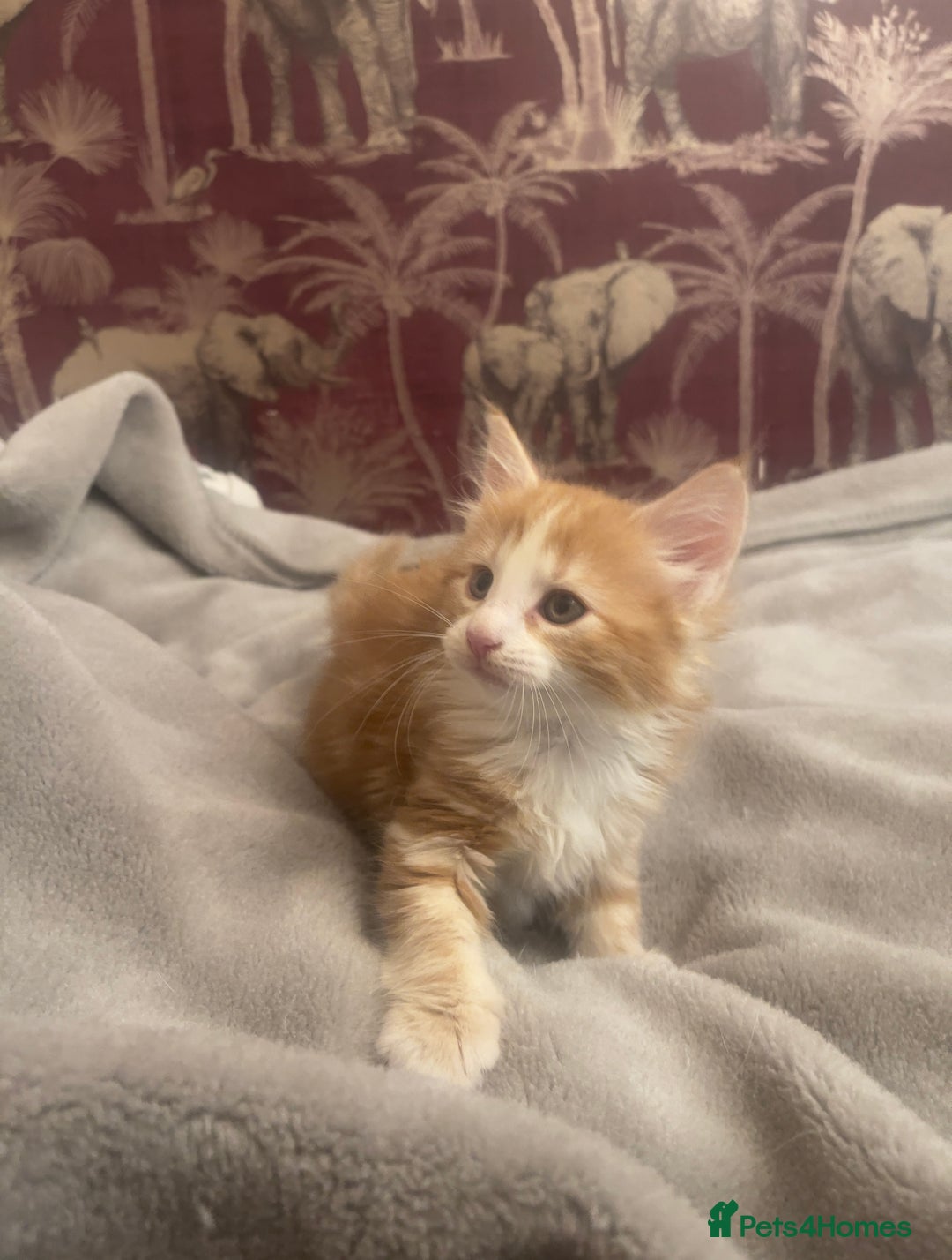 Mixed Breed cats for sale: 5 Fluffy Half Maine Coon kittens - Advert 37