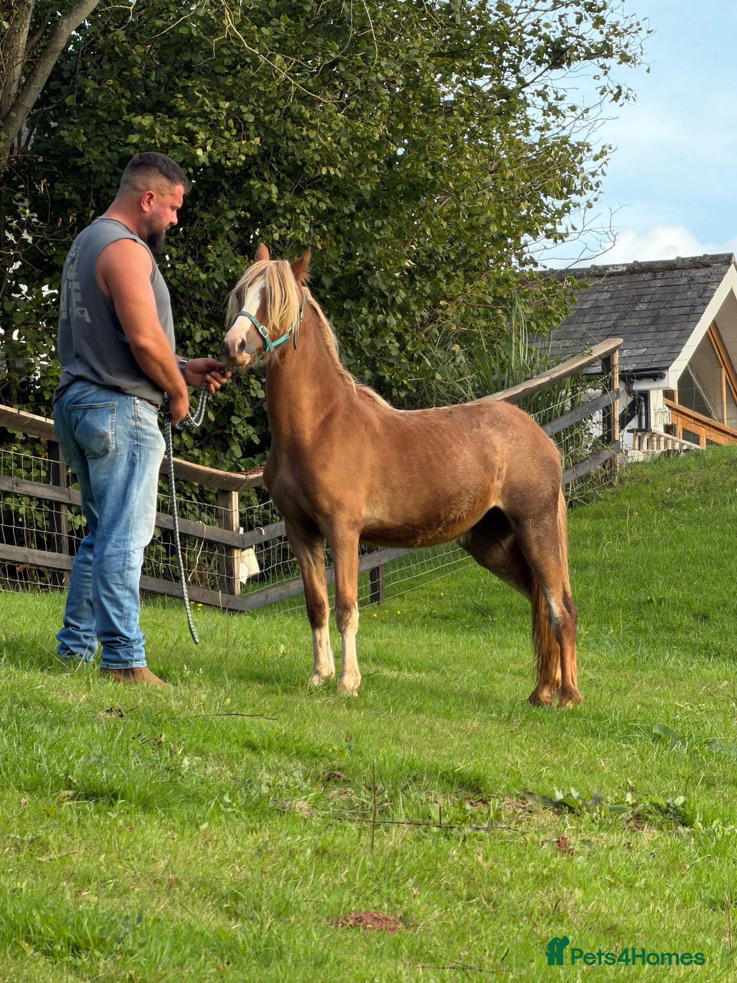 Welsh Section A horses Vouge / Blonde and Beautiful ! - Advert 1
