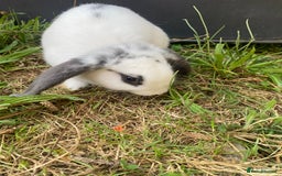 Mini Lop rabbits for sale: Marshmallow  - Image 4